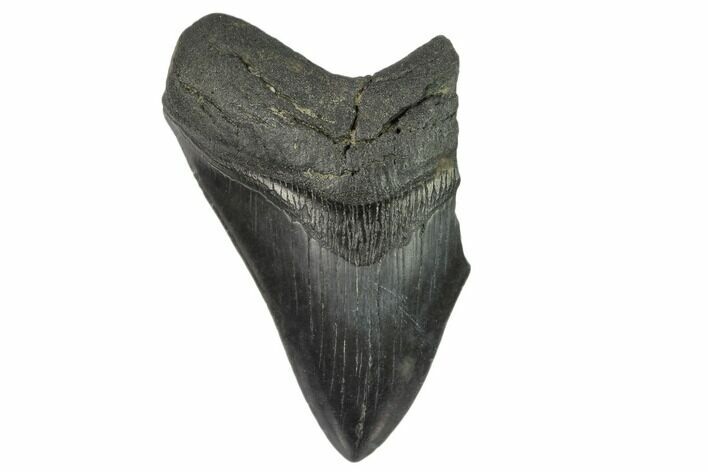 Partial, Fossil Megalodon Tooth #124541